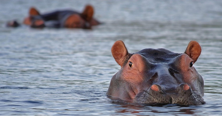 Floating Hippo